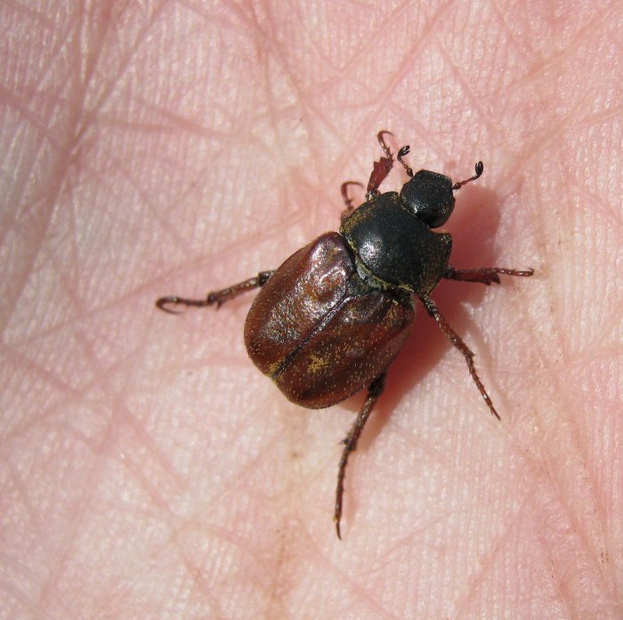 molta variabilit , un''unica specie? Hoplia cfr argentea