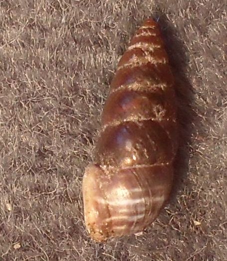 Chondrinidae dalla Val Vestino