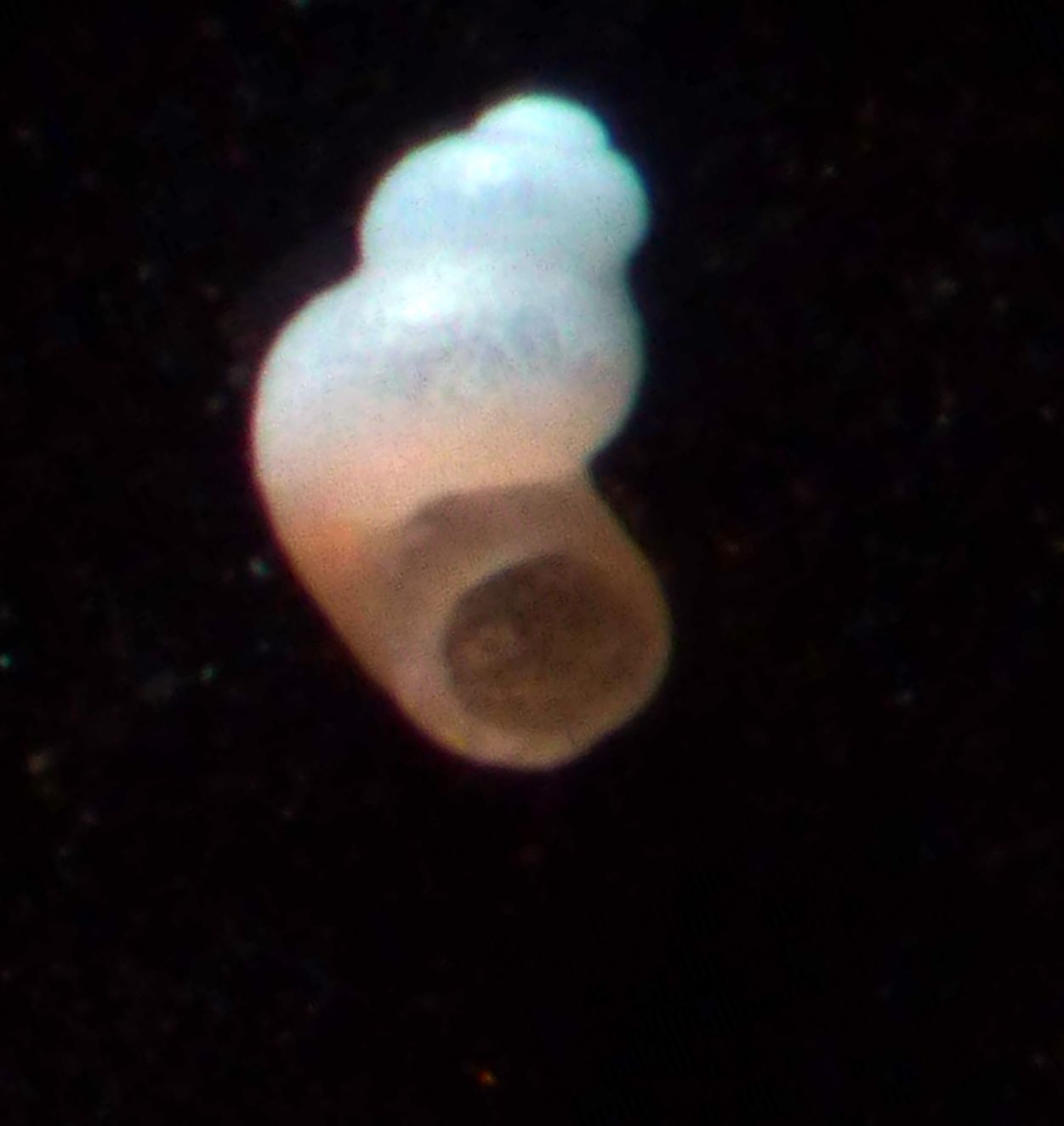 Nodulus contortus?