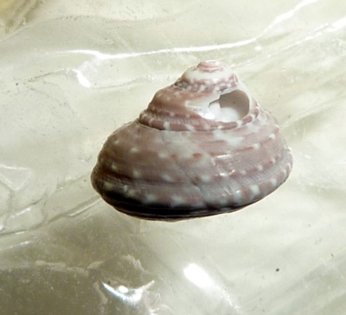 Gibbula pleistocenica