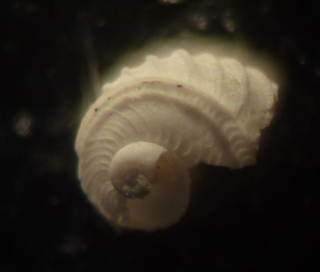 Scissurella costata - Pleistocene - PR