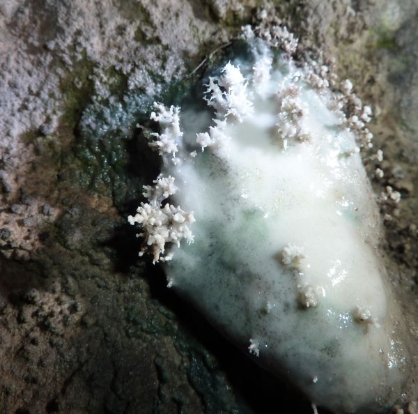 concrezioni a corallo in una grotta