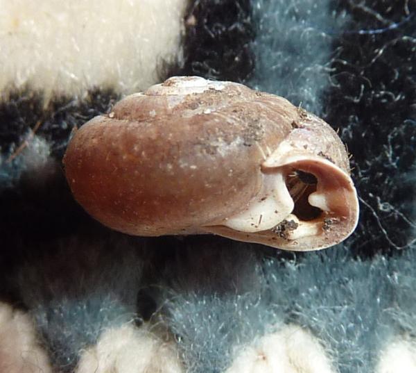 Isognomostoma isognomostomos ?