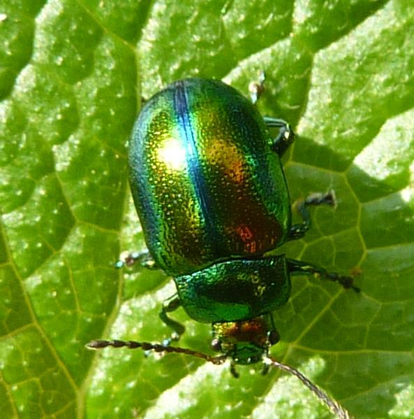 carrozzeria metallizzata :-) Chrysolina fastuosa