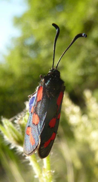 farfalla blu e rossa