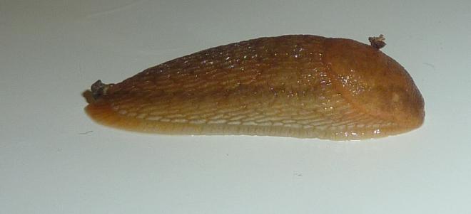 Arion subfuscus (PC)