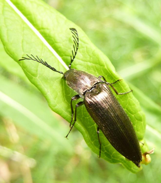 Ctenicera sp. (Elateridae)