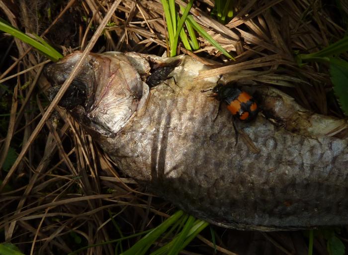 pesce morto con ospiti affamati: (Nicrophorus vespilloides)