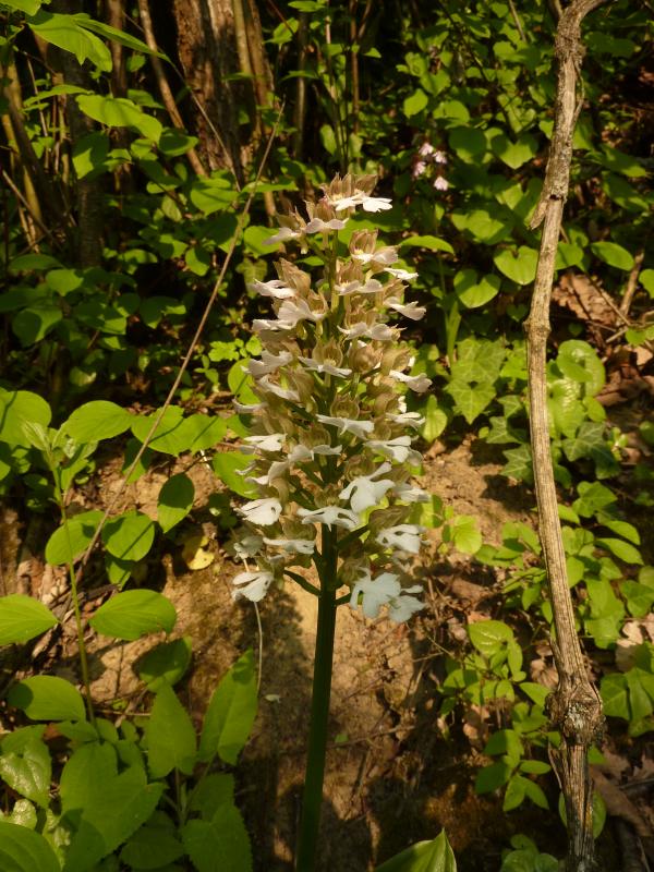 Orchis purpurea albina?