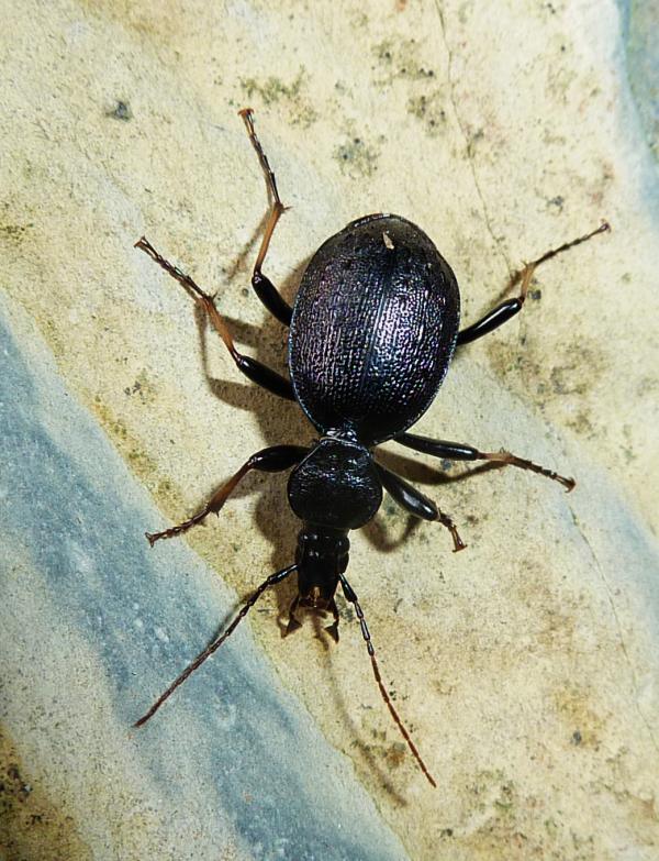 Carabidae molto elegante: Cychrus attenuatus