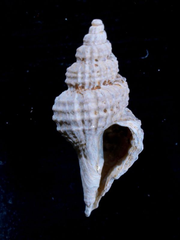 pleistocene siciliano