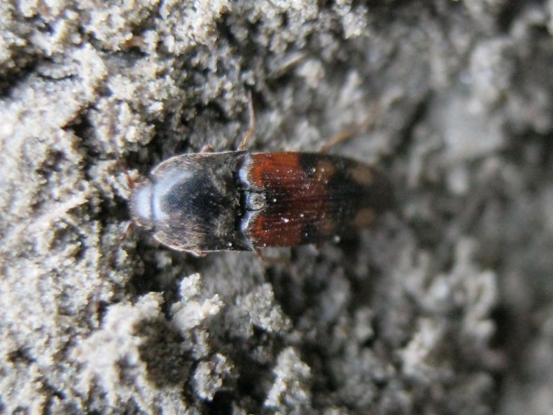 Drasterius bimaculatus