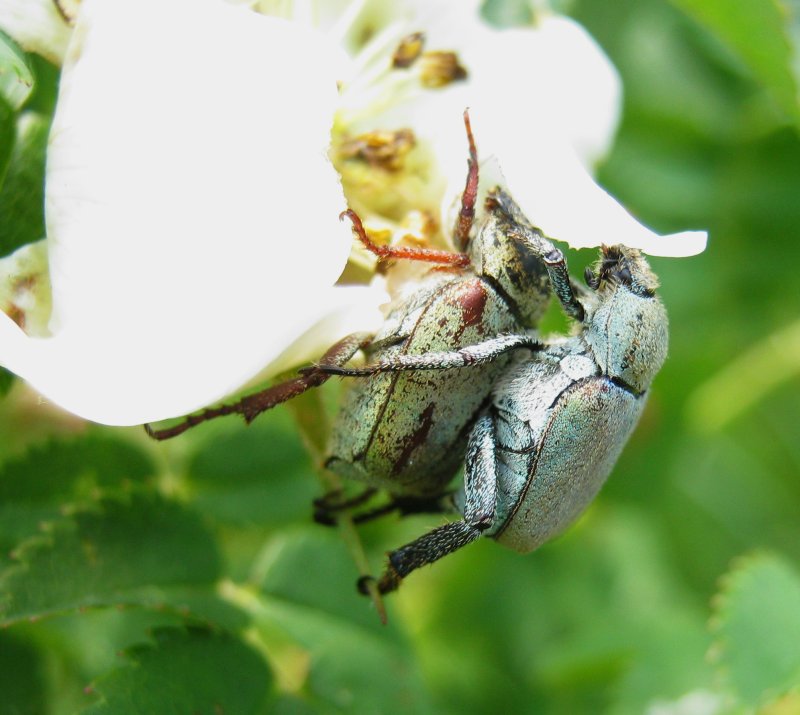 molta variabilit , un''unica specie? Hoplia cfr argentea