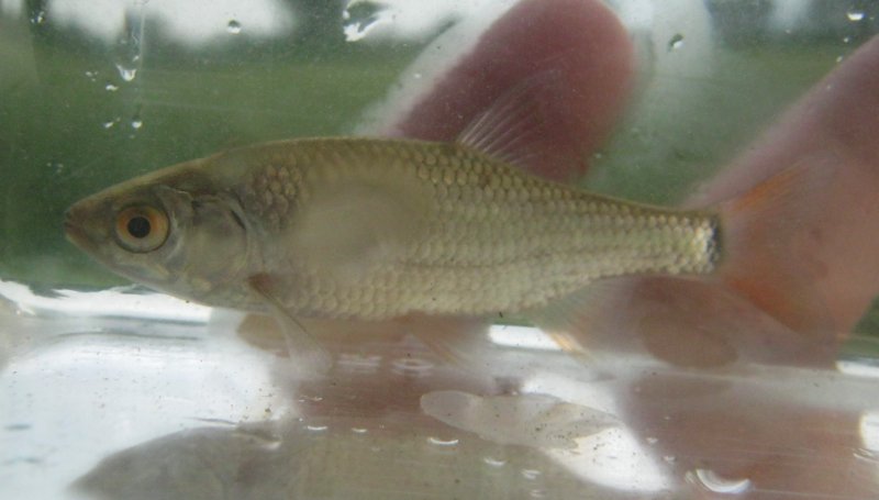 Scardinius erythrophtalmus (Scardola) con Ghiozzo padano?