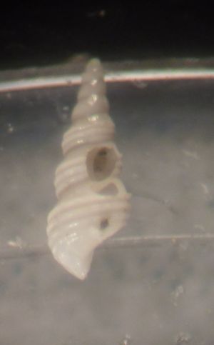 Mathilda?  -  Aclis ascaris (Turton, 1819) - Pleistocene-PR