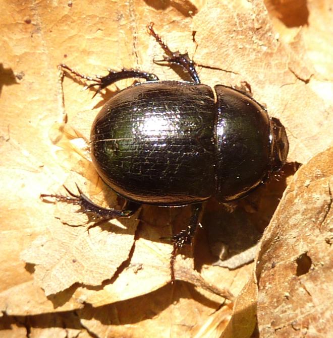 pesce morto con ospiti affamati: (Nicrophorus vespilloides)