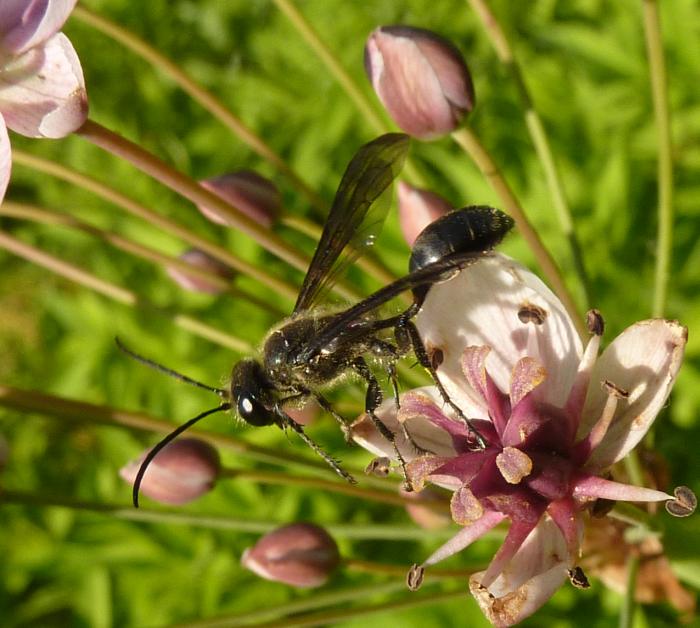 Isodontia mexicana su giunco fiorito