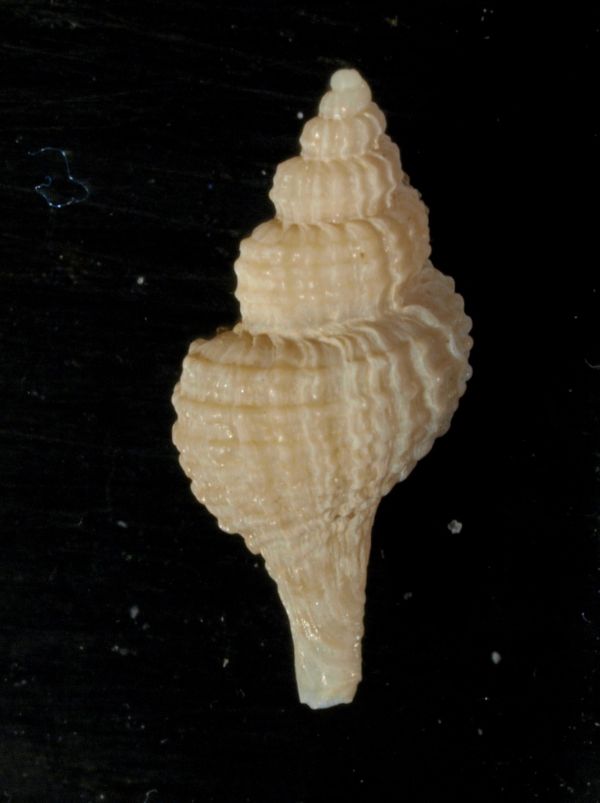 pleistocene siciliano