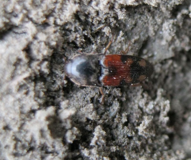 Drasterius bimaculatus