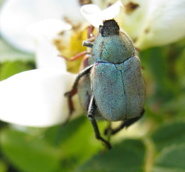 molta variabilit , un''unica specie? Hoplia cfr argentea