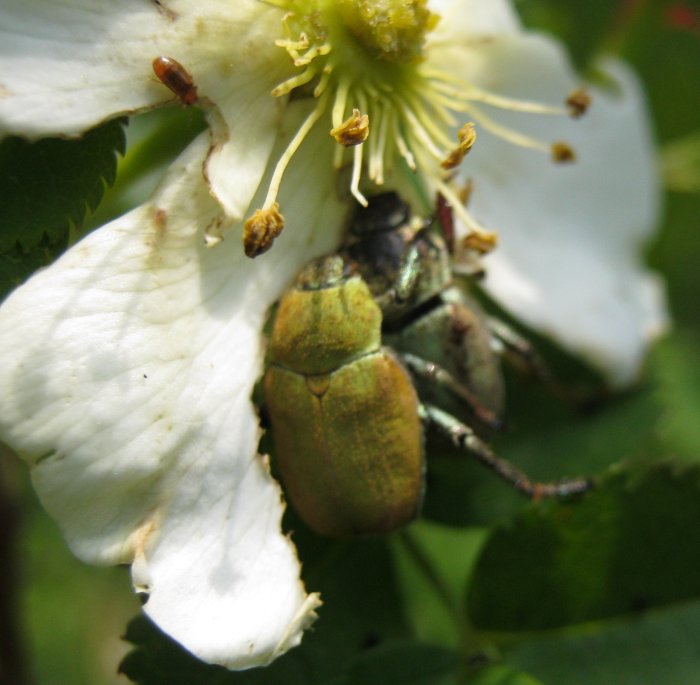 molta variabilit , un''unica specie? Hoplia cfr argentea