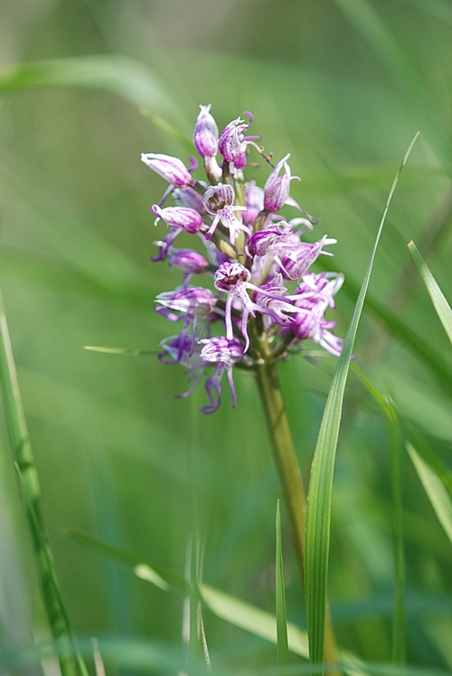 Chiarimento su O. simia, militaris, purpurea e ibridi