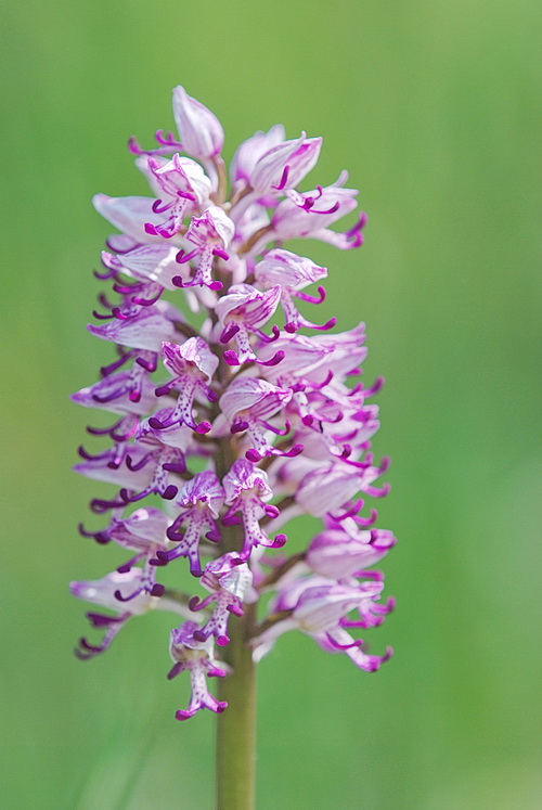 Chiarimento su O. simia, militaris, purpurea e ibridi