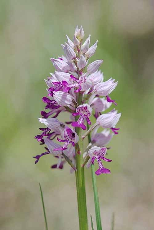 Chiarimento su O. simia, militaris, purpurea e ibridi