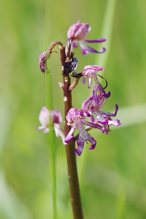 Chiarimento su O. simia, militaris, purpurea e ibridi