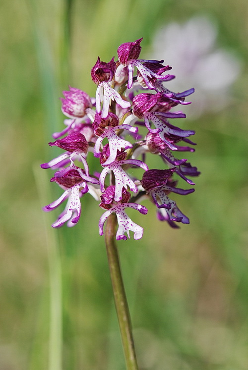 Chiarimento su O. simia, militaris, purpurea e ibridi