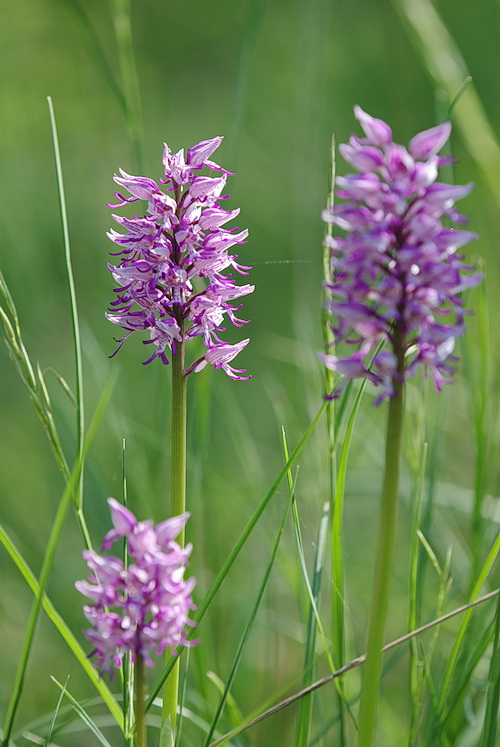 Chiarimento su O. simia, militaris, purpurea e ibridi