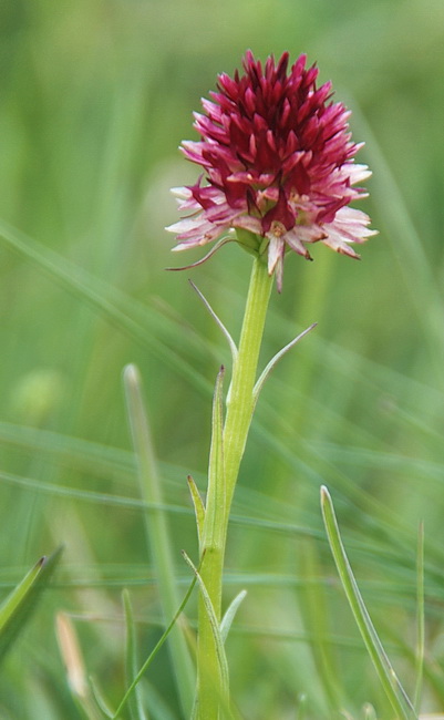 Nigritella rhellicani