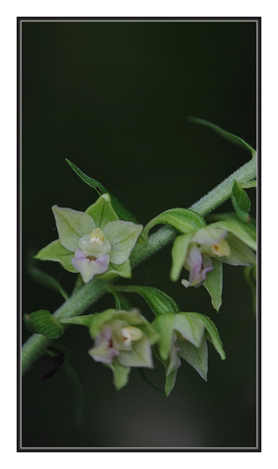 Orchidee Venete 2011 - 3