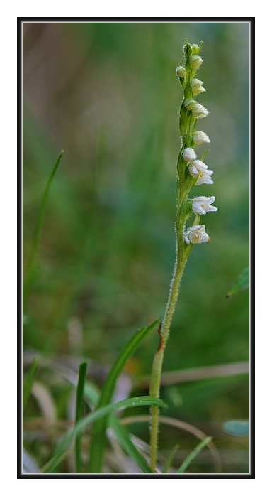 Orchidee Venete - 4