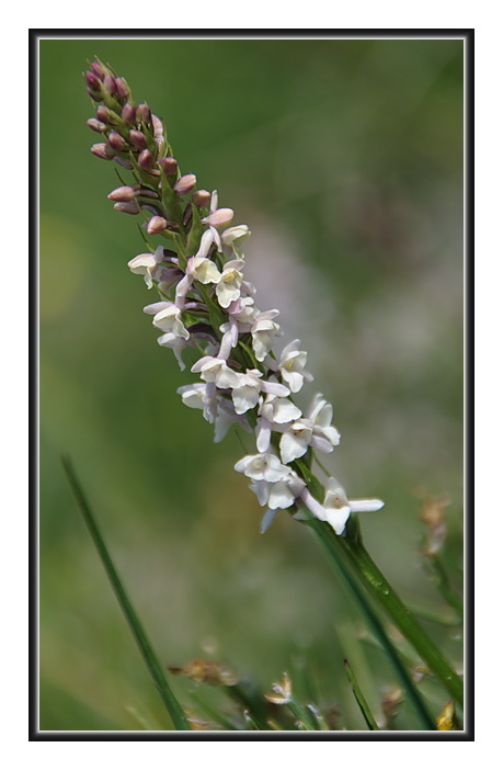 Orchidee Venete - 4