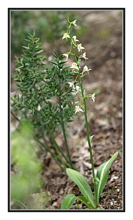 Orchidee Venete - 6