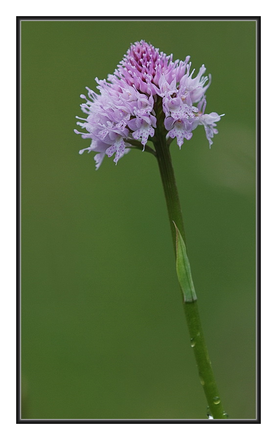 Orchidee Venete 2011 - 6