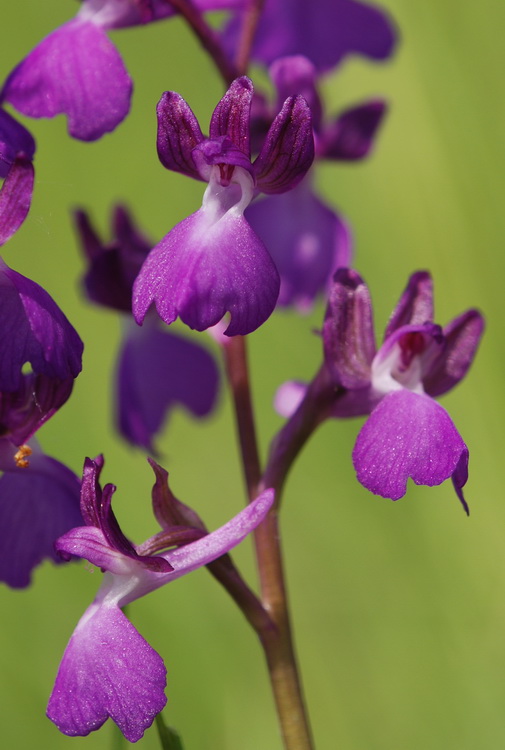 variabilit di A. laxiflora o ...