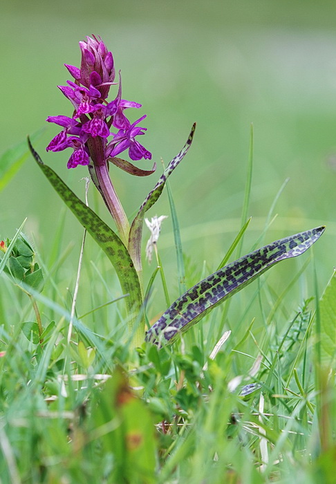 Dactylorhiza majalis / Orchide a foglie larghe