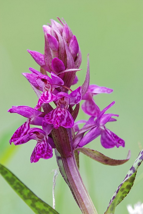 Dactylorhiza majalis / Orchide a foglie larghe