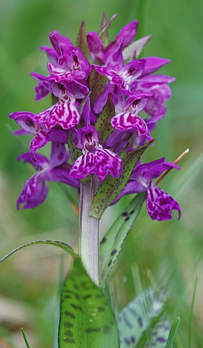 Dactylorhiza majalis / Orchide a foglie larghe