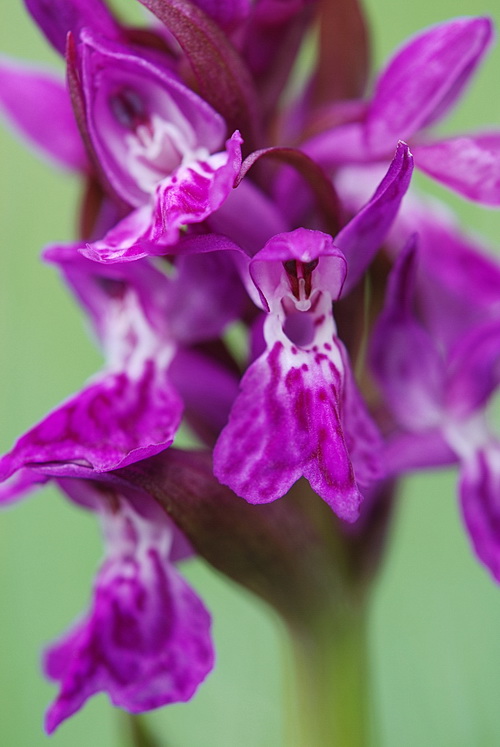 Dactylorhiza majalis / Orchide a foglie larghe