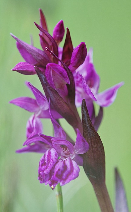 Dactylorhiza majalis / Orchide a foglie larghe