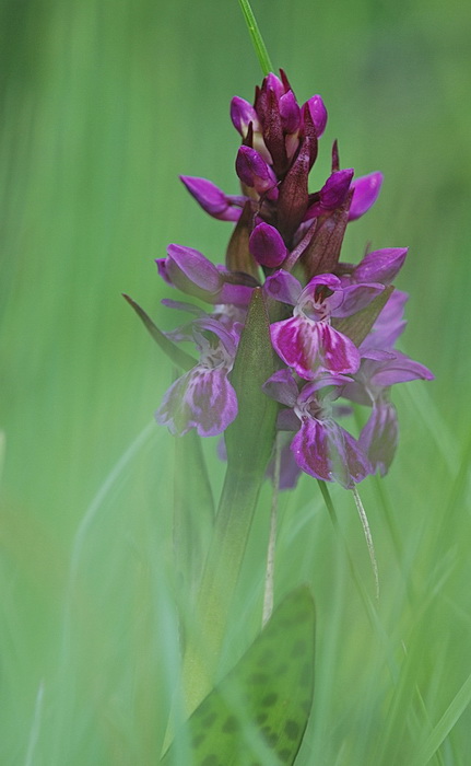 Dactylorhiza majalis / Orchide a foglie larghe