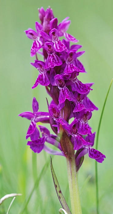 Dactylorhiza majalis / Orchide a foglie larghe