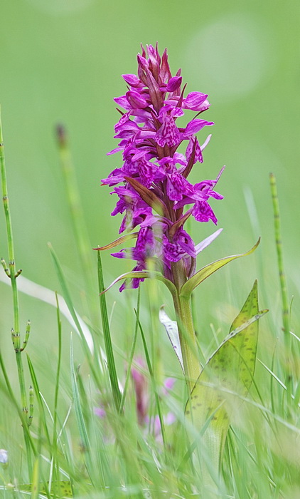 Dactylorhiza majalis / Orchide a foglie larghe