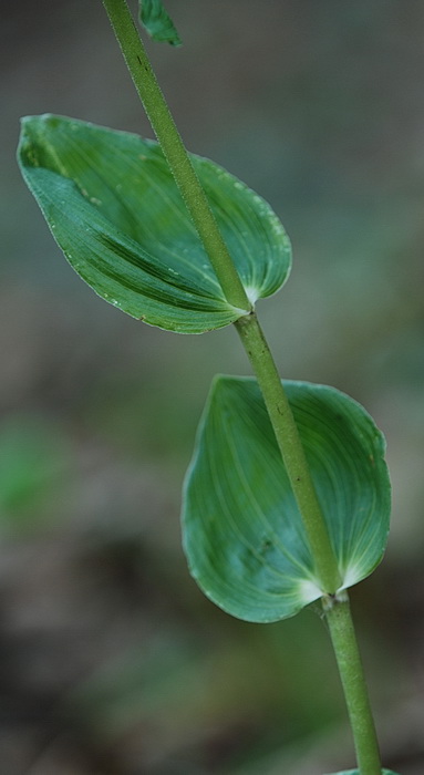 aiuto Epipactis