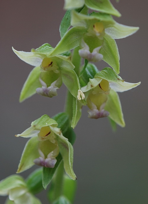 aiuto Epipactis