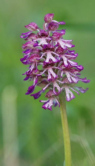 Orchis purpurea x Orchis militaris ?