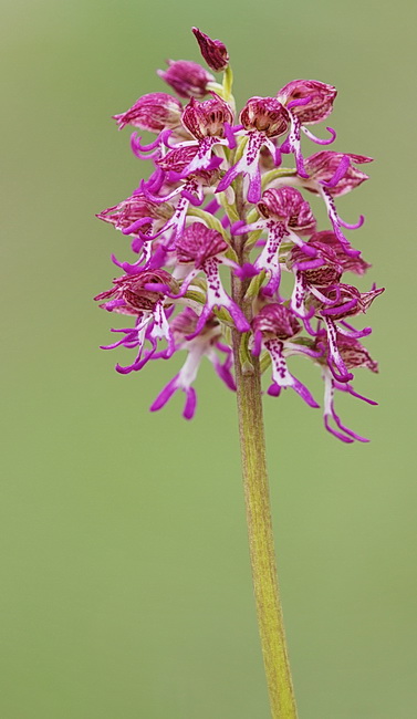 Orchis purpurea x Orchis militaris ?